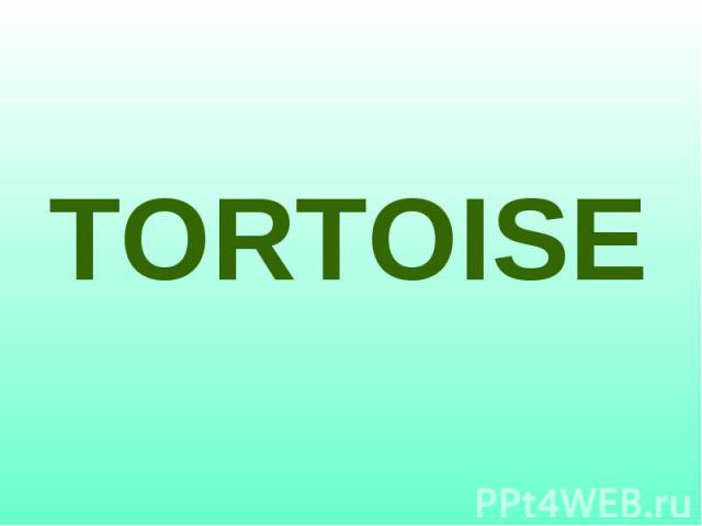 TORTOISE