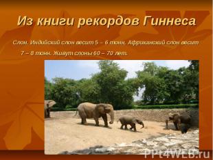 Из книги рекордов ГиннесаСлон. Индийский слон весит 5 – 6 тонн, Африканский слон