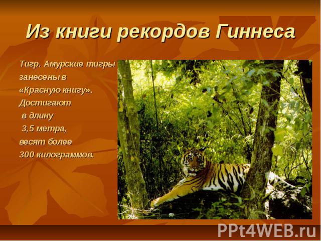 Из книги рекордов ГиннесаТигр. Амурские тигрызанесены в «Красную книгу». Достигают в длину 3,5 метра, весят более 300 килограммов.