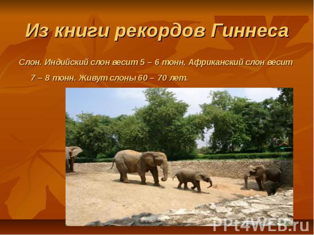 Из книги рекордов ГиннесаСлон. Индийский слон весит 5 – 6 тонн, Африканский слон весит 7 – 8 тонн. Живут слоны 60 – 70 лет.