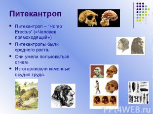 ПитекантропПитекантроп – “Homo Erectus” («Человек прямоходящий»)Питекантропы был