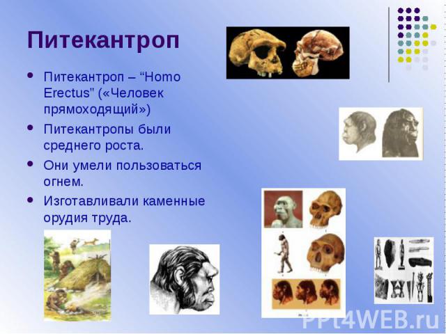 ПитекантропПитекантроп – “Homo Erectus” («Человек прямоходящий»)Питекантропы были среднего роста.Они умели пользоваться огнем. Изготавливали каменные орудия труда.