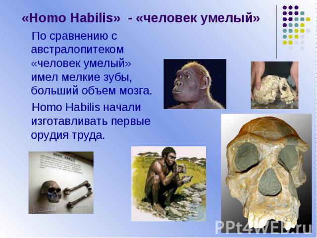 «Homo Habilis» - «человек умелый» По сравнению с австралопитеком «человек умелый» имел мелкие зубы, больший объем мозга. Homo Habilis начали изготавливать первые орудия труда.