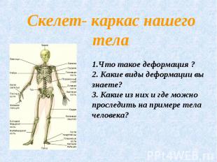 Скелет- каркас нашего тела.1.Что такое деформация ?2. Какие виды деформации вы з