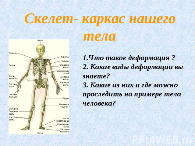 Скелет- каркас нашего тела.1.Что такое деформация ?2. Какие виды деформации вы знаете?3. Какие из них и где можно проследить на примере тела человека?