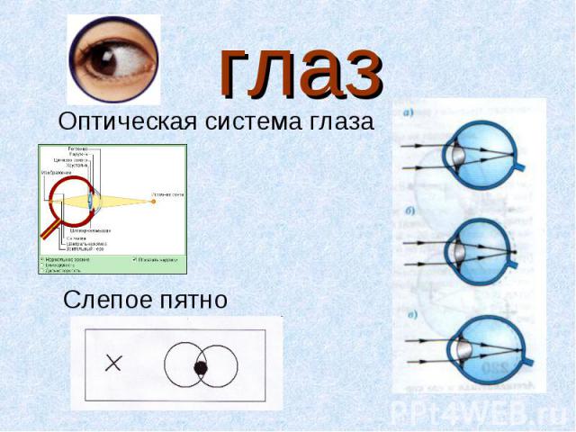 глазОптическая система глазаСлепое пятно