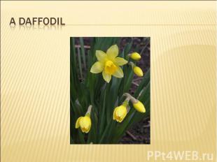 A daffodil
