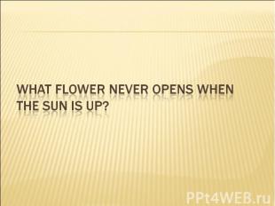 What flower never opens when the sun is up?