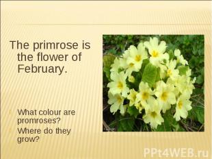 The primrose is the flower of February.What colour are promroses?Where do they g