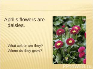 April’s flowers are daisies.What colour are they?Where do they grow?
