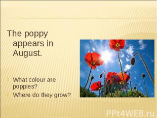 The poppy appears in August.What colour are poppies?Where do they grow?