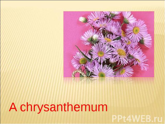 A chrysanthemum