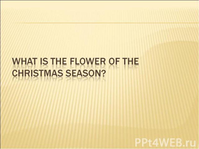 What is the flower of the Christmas season?