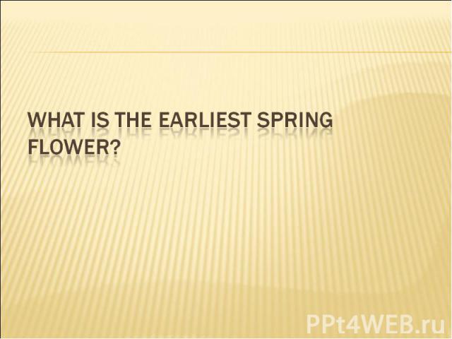 What is the earliest spring flower?