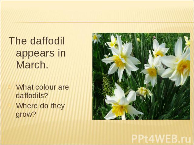 The daffodil appears in March.What colour are daffodils?Where do they grow?