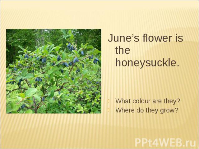 June’s flower is the honeysuckle.What colour are they?Where do they grow?
