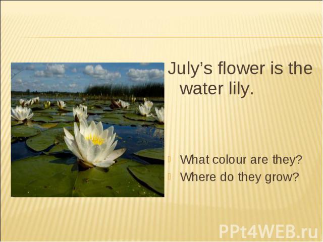 July’s flower is the water lily.What colour are they?Where do they grow?