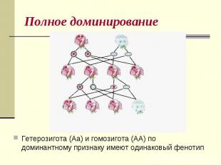 Полное доминированиеГетерозигота (Аа) и гомозигота (АА) по доминантному признаку