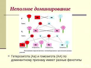 Неполное доминированиеГетерозигота (Аа) и гомозигота (АА) по доминантному призна