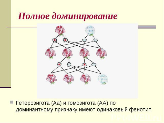 Изменчивость и наследственность фото