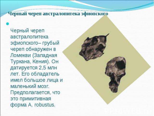 Черный череп австралопитека эфиопского Черный череп австралопитека эфиопского– грубый череп обнаружен в Ломекви (Западная Туркана, Кения). Он датируется 2,5 млн лет. Его обладатель имел большое лица и маленький мозг. Предполагается, что это примитив…