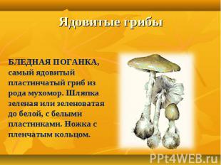 Ядовитые грибыБЛЕДНАЯ ПОГАНКА, самый ядовитый пластинчатый гриб из рода мухомор.