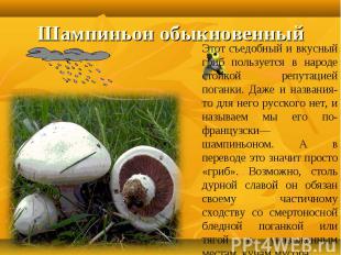Шампиньон обыкновенный Этот съедобный и вкусный гриб пользуется в народе стойкой