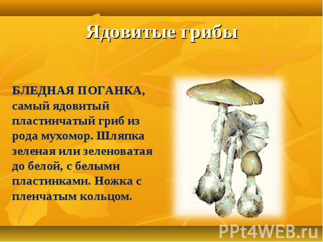 Ядовитые грибыБЛЕДНАЯ ПОГАНКА, самый ядовитый пластинчатый гриб из рода мухомор. Шляпка зеленая или зеленоватая до белой, с белыми пластинками. Ножка с пленчатым кольцом.
