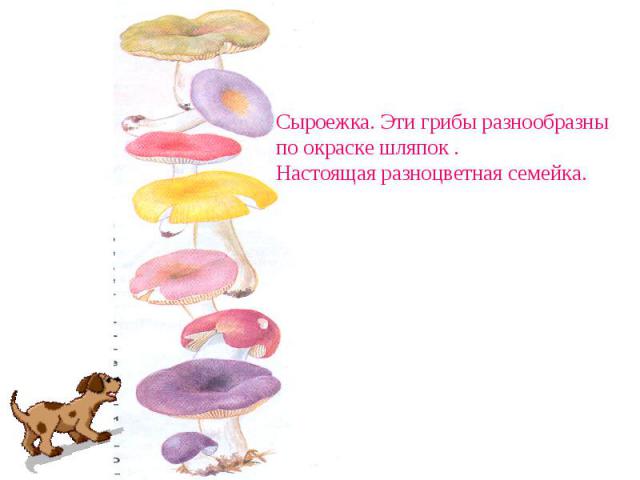 Сыроежка. Эти грибы разнообразны по окраске шляпок . Настоящая разноцветная семейка.