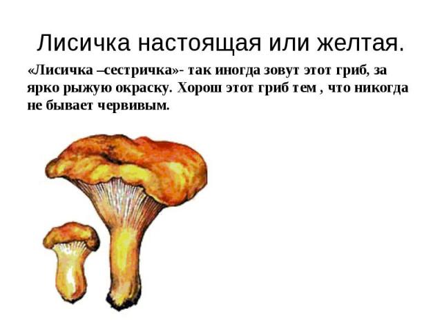 Лисичка настоящая или желтая. «Лисичка –сестричка»- так иногда зовут этот гриб, за ярко рыжую окраску. Хорош этот гриб тем , что никогда не бывает червивым.