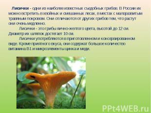    Лисички - одни из наиболее известных съедобных грибов. В России их можно встр