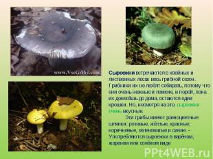 Сыроежки встречаются в хвойных и лиственных лесах весь грибной сезон. Грибники и