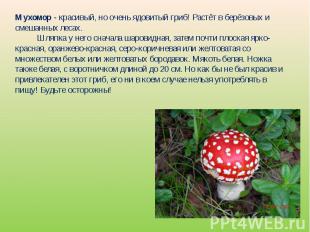 Мухомор - красивый, но очень ядовитый гриб! Растёт в берёзовых и смешанных лесах