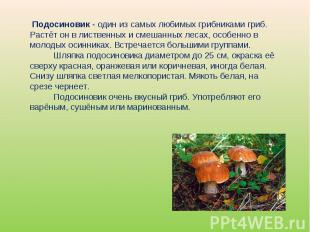  Подосиновик - один из самых любимых грибниками гриб. Растёт он в лиственных и с
