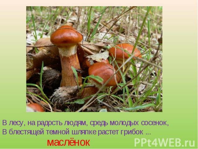 В лесу, на радость людям, средь молодых сосенок,В блестящей темной шляпке растет грибок ... маслёнок