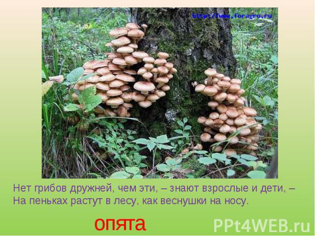 Нет грибов дружней, чем эти, – знают взрослые и дети, –На пеньках растут в лесу, как веснушки на носу. опята