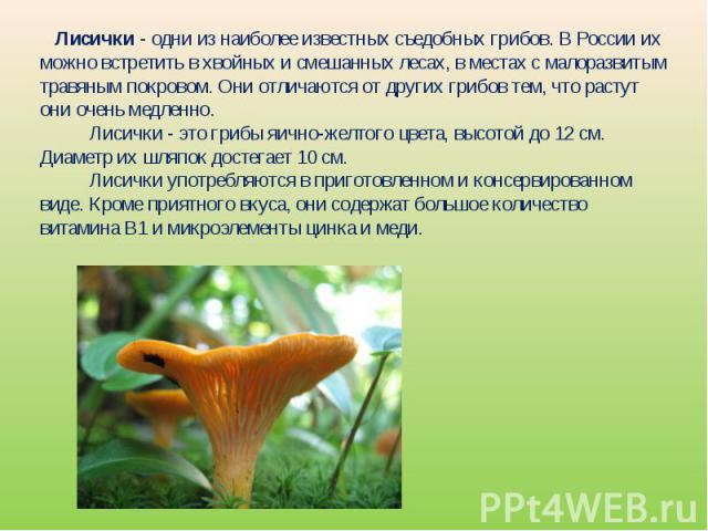    Лисички - одни из наиболее известных съедобных грибов. В России их можно встретить в хвойных и смешанных лесах, в местах с малоразвитым травяным покровом. Они отличаются от других грибов тем, что растут они очень медленно.           Лисички - это…