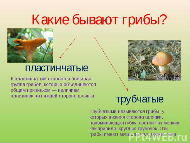 Какие бывают грибы? пластинчатые К пластинчатым относится большая группа грибов, которые объединяются общим признаком — наличием пластинок на нижней стороне шляпки трубчатые Трубчатыми называются грибы, у которых нижняя сторона шляпки, напоминающая …