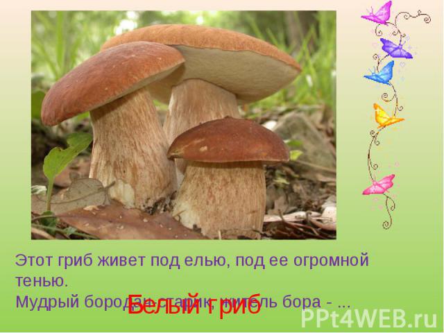 Этот гриб живет под елью, под ее огромной тенью. Мудрый бородач-старик, житель бора - ... Белый гриб