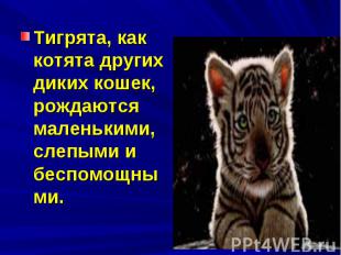 Тигрята, как котята других диких кошек, рождаются маленькими, слепыми и беспомощ