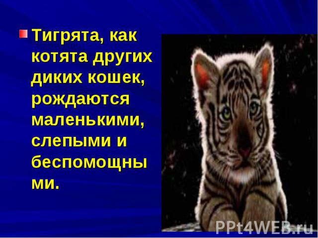 Тигрята, как котята других диких кошек, рождаются маленькими, слепыми и беспомощными.