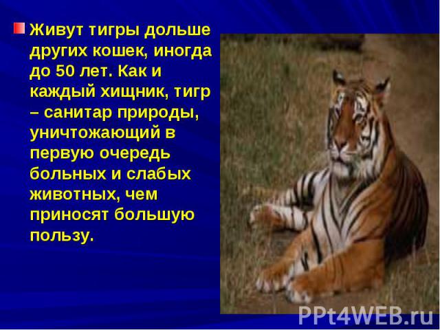 Живут тигры дольше других кошек, иногда до 50 лет. Как и каждый хищник, тигр – санитар природы, уничтожающий в первую очередь больных и слабых животных, чем приносят большую пользу.