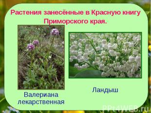 Растения занесённые в Красную книгуПриморского края.Валериана лекарственнаяЛанды