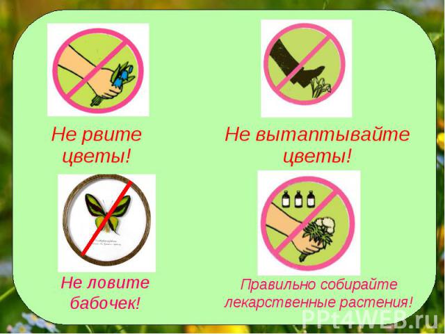 Не рвите цветы!Не вытаптывайте цветы!Не ловите бабочек!Правильно собирайте лекарственные растения!