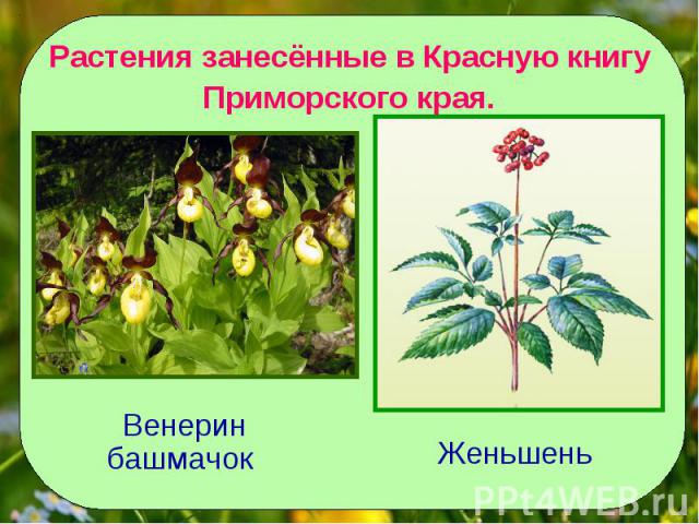 Растения занесённые в Красную книгуПриморского края.Венерин башмачок Женьшень