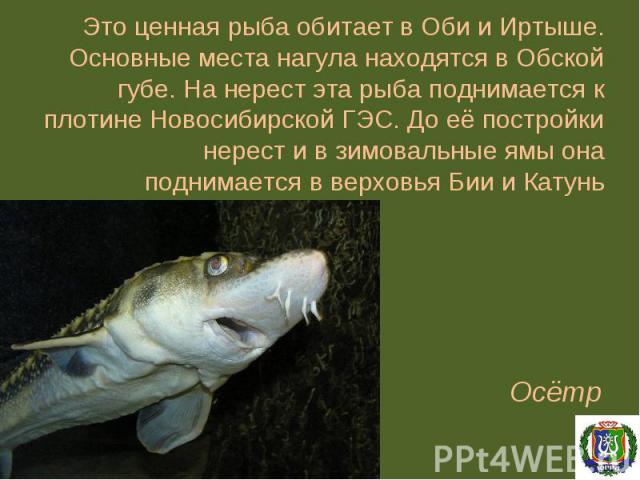 Это ценная рыба обитает в Оби и Иртыше. Основные места нагула находятся в Обской губе. На нерест эта рыба поднимается к плотине Новосибирской ГЭС. До её постройки нерест и в зимовальные ямы она поднимается в верховья Бии и Катунь Осётр