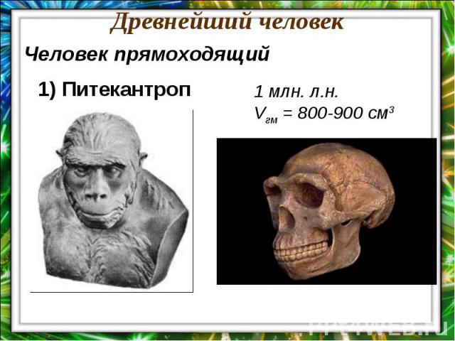 Древнейший человекЧеловек прямоходящий1) Питекантроп1 млн. л.н.Vгм = 800-900 см3