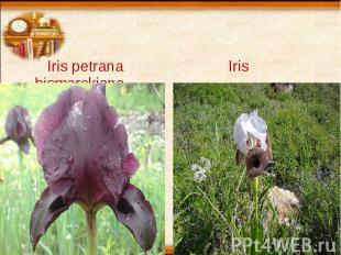 Iris petrana Iris bismarckiana