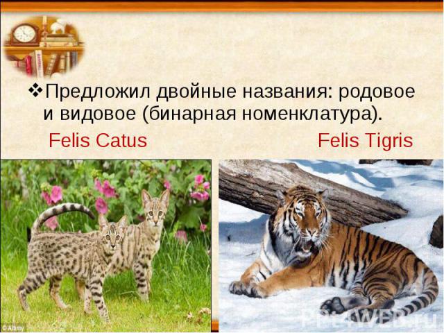 Предложил двойные названия: родовое и видовое (бинарная номенклатура). Felis Catus Felis Tigris