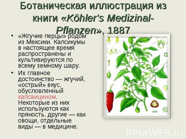 Ботаническая иллюстрация из книги «Köhler’s Medizinal-Pflanzen», 1887 «Жгучие перцы» родом из Мексики. Капсикумы в настоящее время распространены и культивируются по всему земному шару.Их главное достоинство — жгучий, «острый» вкус, обусловленный ка…